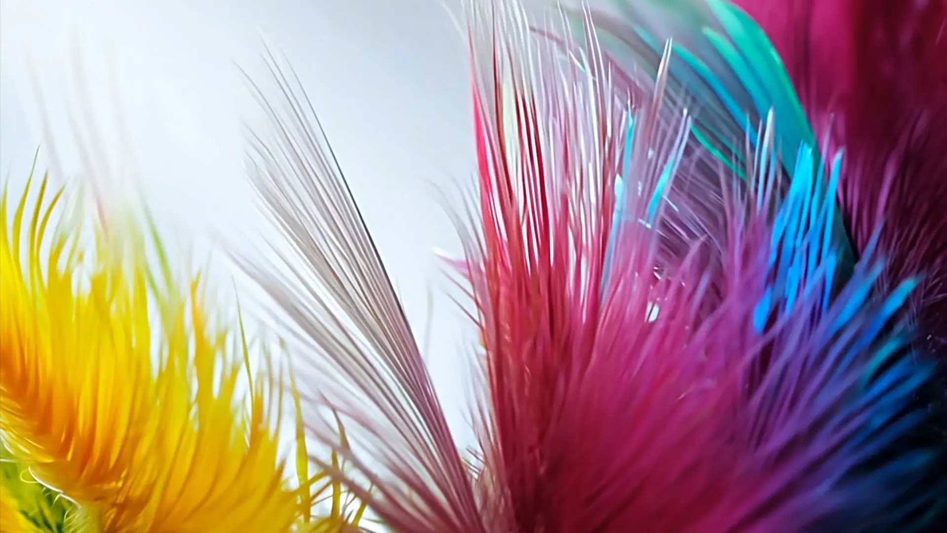 Abstract Rainbow Feathers Motion Background for Modern Title Animation